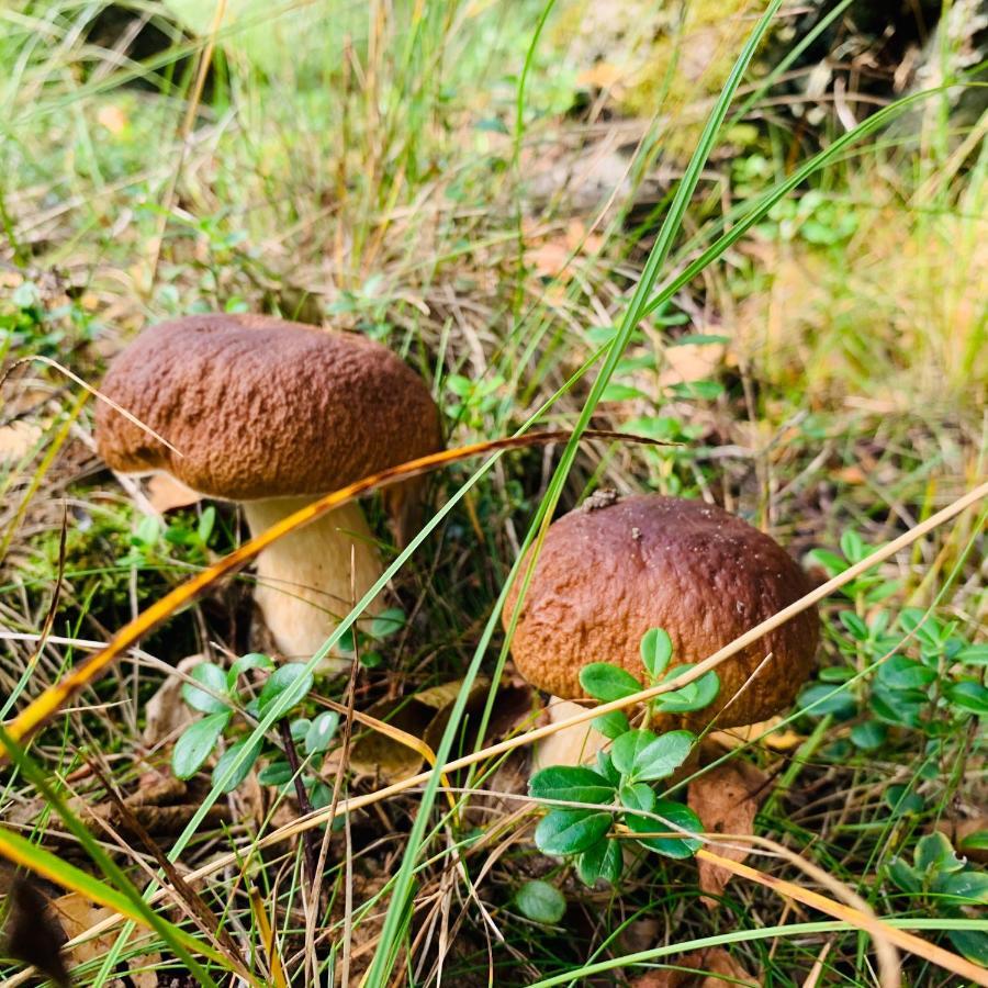 Pokoje Goscinne Ewela Łeba Exteriör bild